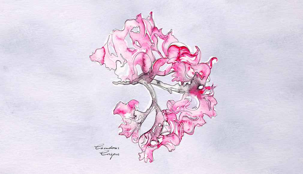 Aquarellzeichnung einer roten Alge Chondrus Crispus auf hellem Hintergrund