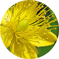 Nahaufnahme einer gelben Johanniskrautblüte mit zahlreichen Staubgefäßen und grüner Mitte