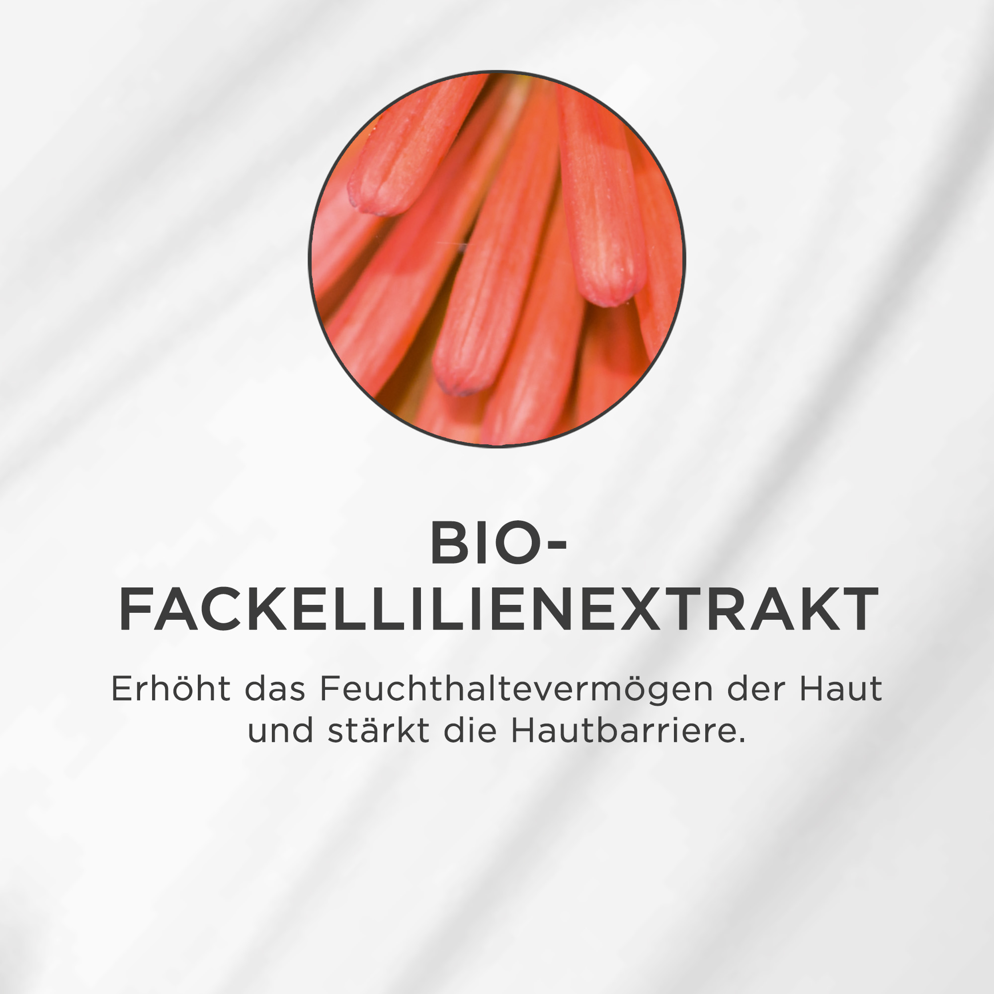 Nahaufnahme der roten Blütenstiele der Fackellilie, Hinweis auf feuchtigkeitsspendenden Bio-Extrakt