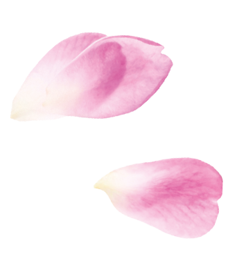 Zwei einzelne, zarte rosa Rosenblätter mit weißem Farbverlauf auf weißem Hintergrund