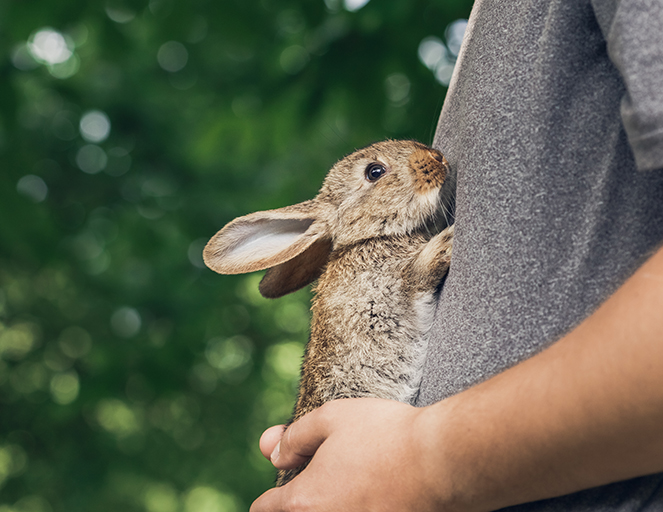 Kleiner Hase wird von einer Person im grauen T-Shirt behutsam gehalten vor grünem, unscharfem Hintergrund