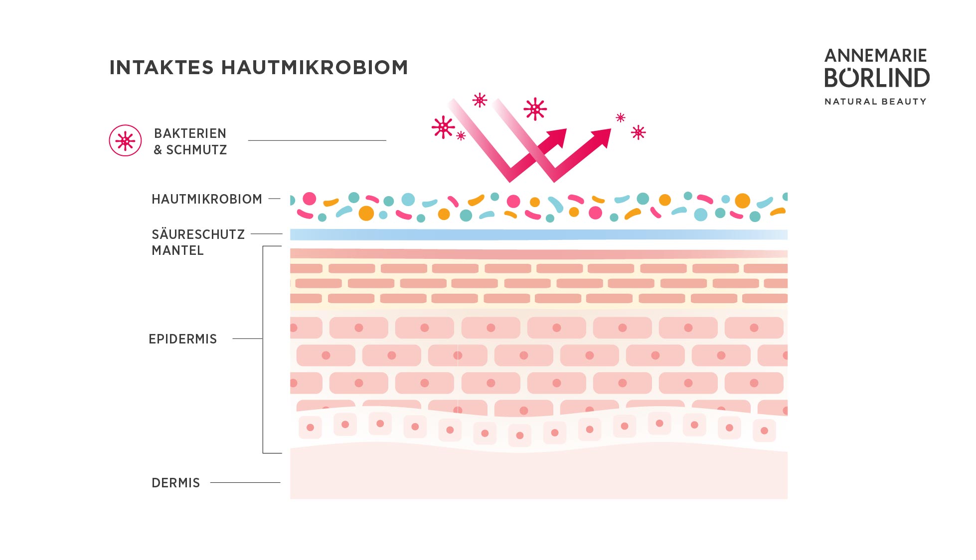 Mikrobiom der Haut Querschnitt unterschiedlicher Hautschichten mit Beschriftung