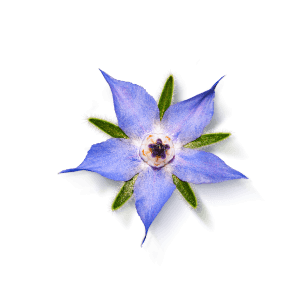 Borretschblüte mit fünf blauen Blütenblättern und grünen, behaarten Kelchblättern auf weißem Hintergrund