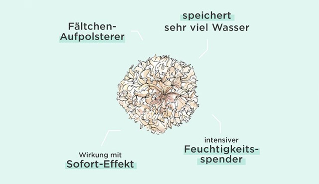 Illustration einer Blüte mit Beschreibungen: Fältchen-Aufpolsterer, speichert viel Wasser, Sofort-Effekt, intensiver Feuch...