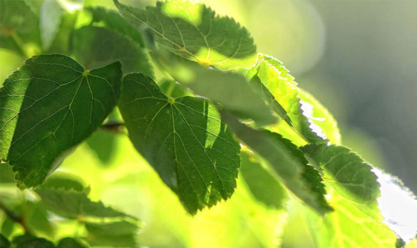 Grüne Blätter an Zweigen, im Sonnenlicht mit sichtbaren Blattadern und unscharfem Hintergrund