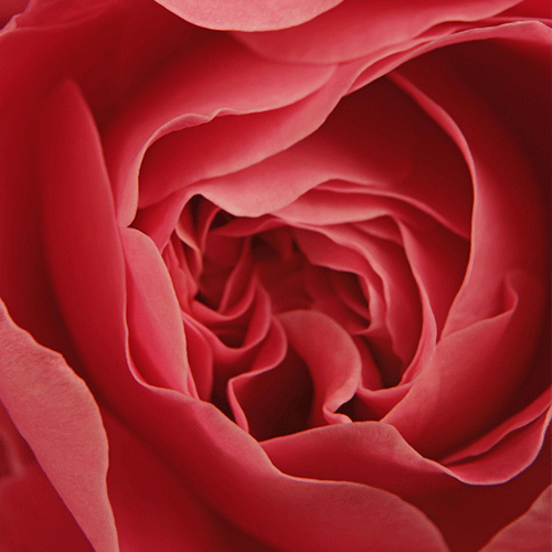 Nahaufnahme der roten Blütenblätter einer Rose, die sich spiralförmig zum Zentrum winden