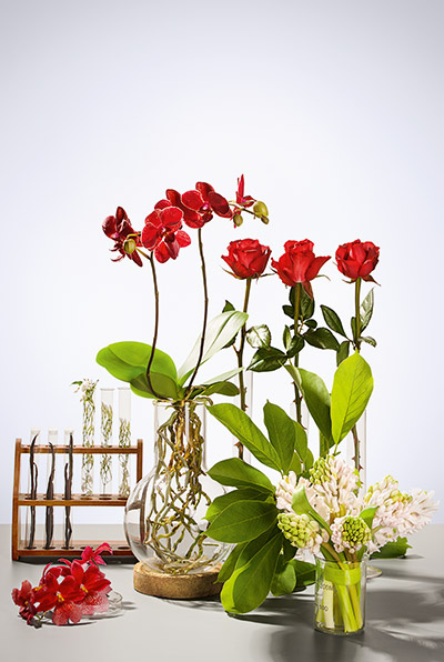 Verschiedene rote Blumen in Glasvasen und Reagenzgläsern, darunter Orchideen, Rosen und weiße Blüten mit grünen Blättern
