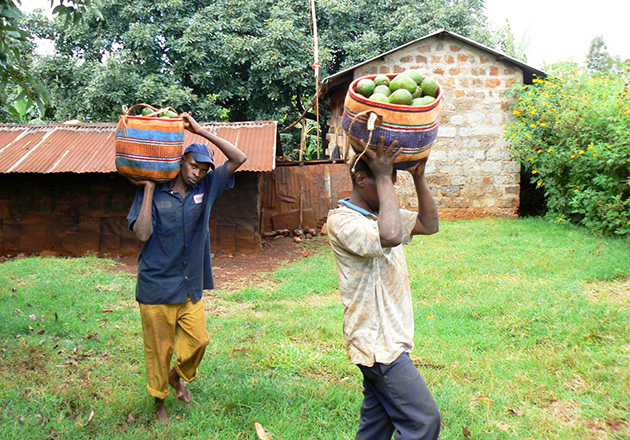Zwei Männer tragen bunte Körbe mit Avocados auf Kopf und Schulter vor ländlichen Gebäuden in Kenia